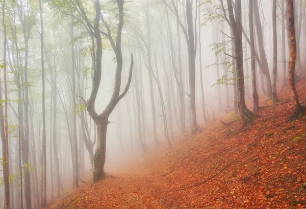 Leśną Górach Mglisty Jesienny Dzień — Zdjęcie stockowe