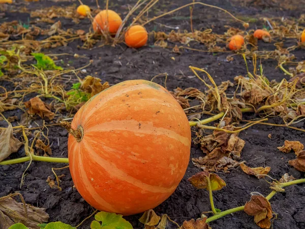 Великі Апельсинові Гарбузи Ростуть Саду — стокове фото
