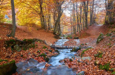 Sonbahar ormanında hızlı bir derenin üzerinde bir köprü. Sonbahar nehir akarsu görünümü.