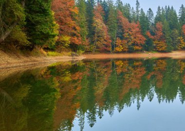 Sonbaharda Synevyr Dağı 'nın manzarası. Sabahları güzel doğa manzarası. Kıyıdaki ladin ormanı. Synevyr Ulusal Parkı, Ukrayna