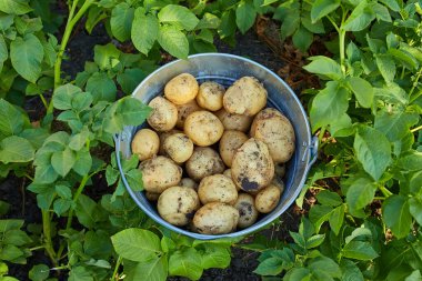 Top view of plastic bucket full of fresh dug out potatoes on a ground near potato leaves and bushes