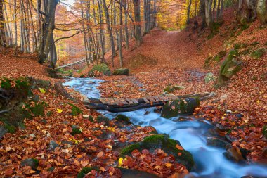 Sonbahar ormanında hızlı bir derenin üzerinde bir köprü. Sonbahar nehir akarsu görünümü.