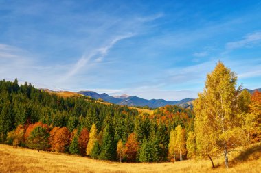 Sonbahar mevsiminde güneşli bir günde orman. Dağ manzarası