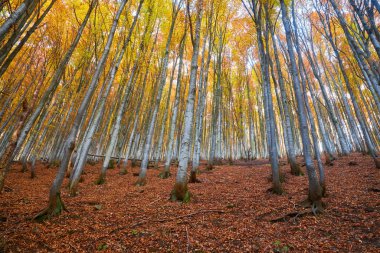 Turuncu yaprakları ile kayın ormanı. Dağlarda sonbahar peyzaj güneşli bir günde. Karpatlar, Ukrayna, Europe