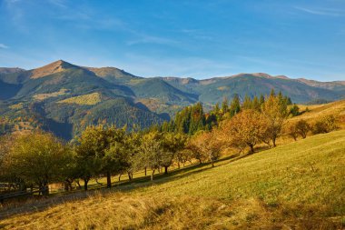 Sonbahar mevsiminde güneşli bir günde orman. Dağ manzarası