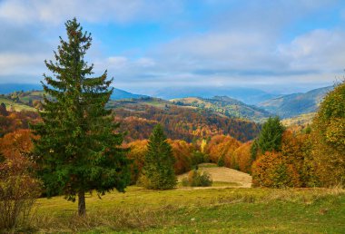 Sonbahar mevsiminde güneşli bir günde orman. Dağ manzarası