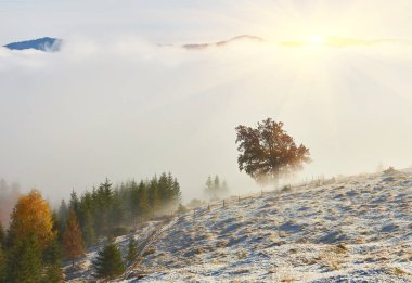 Sonbahar dağlarında inanılmaz bir manzara. Sabah sisinde ilk kar ve portakal ağaçları. Karpatlar, Avrupa. Peyzaj fotoğrafçılığı