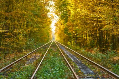 Terk edilmiş tren sonbahar renkli ağaçlar altında. Aşk tüneli. Arka plan bulanık