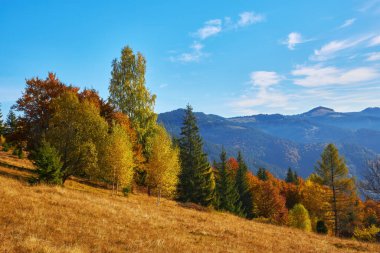 Çim güneş ışınları ile aydınlanmış. Görkemli sonbahar kırsal manzara. Sabah sisi ile fantastik sahne. Donmuş yeşil çayırlar. Pitoresk tatil Karpatlar vadisi, Ukrayna, Avrupa.