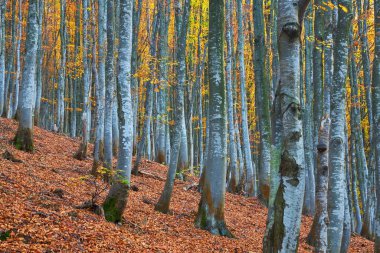 Turuncu yaprakları ile kayın ormanı. Dağlarda sonbahar peyzaj güneşli bir günde. Karpatlar, Ukrayna, Europe