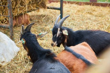 Koyun ağılı sürüsü, çiftlik hayvanları kırsal alan ağılı. Kahverengi yünlü keçiler ve kuzular sığınakta dikilip ahşap çitleri dikizliyorlar. Hayvanlar kalın yünlerle kaplı..