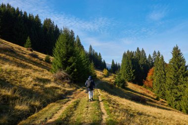 Sonbahar mevsiminde orman yolunda seyahat ve yürüyüş - elinde sopa ve kamerayla ormanda yürüyen genç adam - macera kavramı, yürüyüş ve turistin dikiz manzaralı mevsimsel tatili