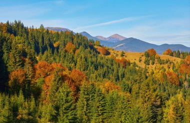 Transilvanya dağı Romanya 'da çitli renkli sonbahar manzarası