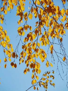 Autumn leaves on a tree branch. autumn photography