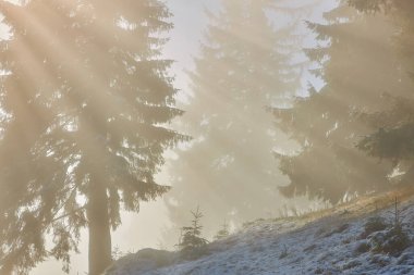 Güneşli bir günde dağlarda güzel bir sis. Yazın dağların manzaralı manzarası var. Sonbahar Karpatları.