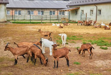 Koyun ağılı sürüsü, çiftlik hayvanları kırsal alan ağılı. Kahverengi yünlü keçiler ve kuzular sığınakta dikilip ahşap çitleri dikizliyorlar. Hayvanlar kalın yünlerle kaplı..