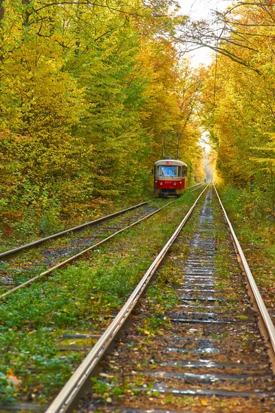 Red Retro Tram Goes Route Autumn Forest — Stock Photo, Image