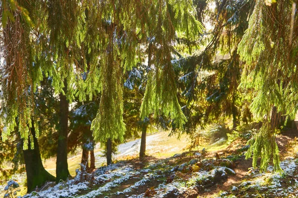 Colorful fall trees in backyard in early first snow in October