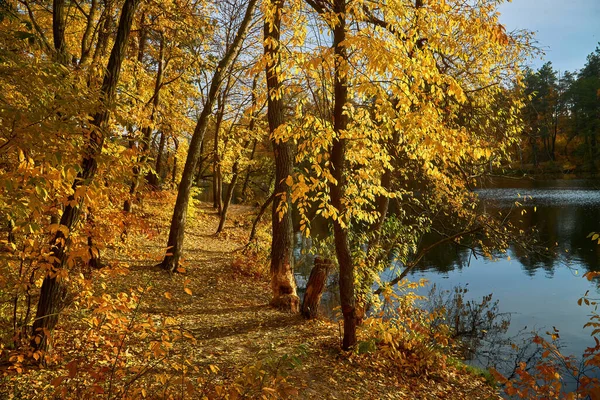 Beautiful Landscape Golden Autumn Forest Edge Birches Water Beautiful Reflection — Zdjęcie stockowe