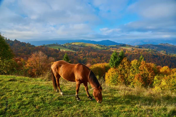 Porträt Eines Braunen Pferdes Das Auf Einem Feld Mit Bergen — Stockfoto