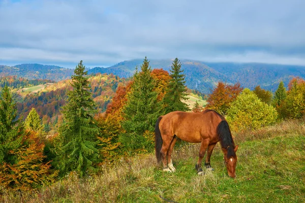 Portret Van Een Bruin Paard Een Veld Met Bergen Achtergrond — Stockfoto