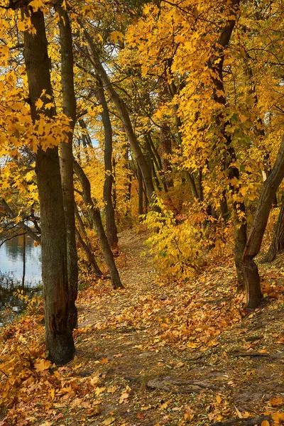 Beautiful Autumn Calm Nature Landscape Sunny Autumn Scene Land Covered — Zdjęcie stockowe