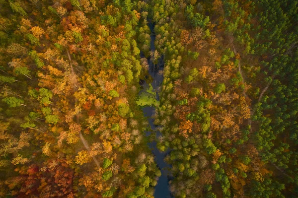 Légi Felülről Lefelé Kilátás Őszi Erdő Zöld Sárga Fák Vegyes — Stock Fotó