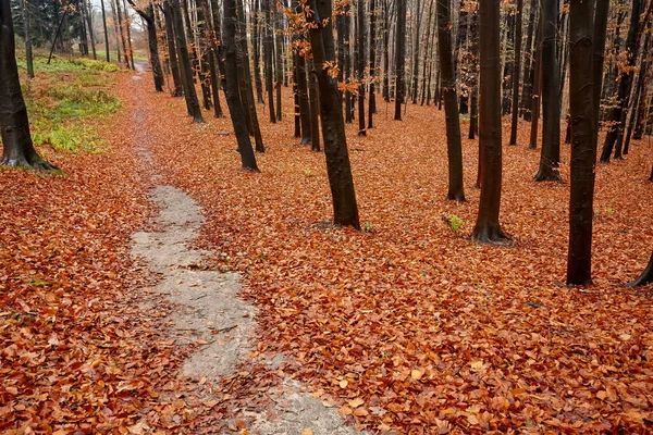 Herbst Wald Brücke Weg Landschaft Herbst Wald — Stockfoto