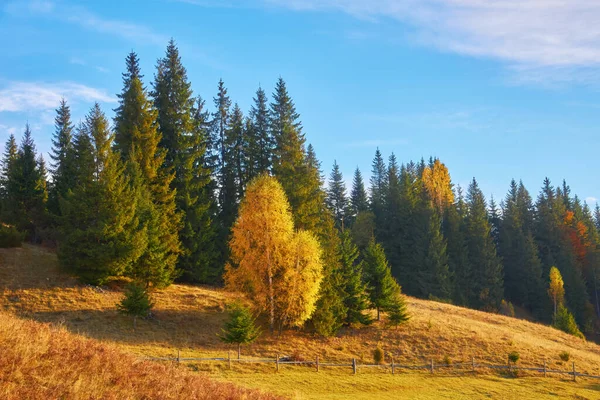 Paesaggio Autunnale Montagna Con Foresta Colorata — Foto Stock