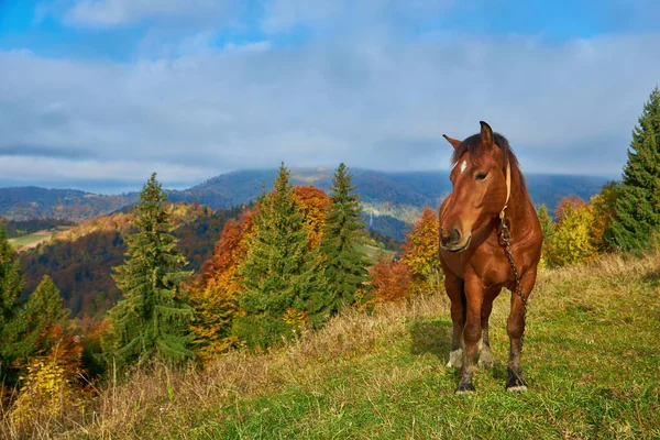 Portret Van Een Bruin Paard Een Veld Met Bergen Achtergrond — Stockfoto