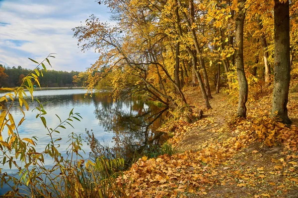 Beautiful Landscape Golden Autumn Forest Edge Birches Water Beautiful Reflection — Photo