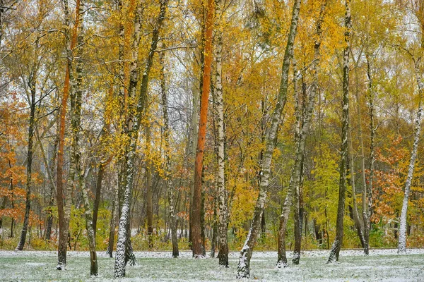 First Snowfall Bright Colorful City Park Autumn Lonely Bench Alley — Stock Photo, Image