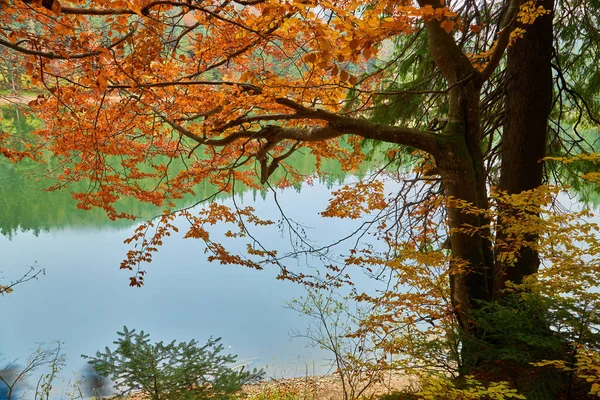 Paisagem Lago Montanha Synevyr Outono Bela Paisagem Natural Pela Manhã — Fotografia de Stock