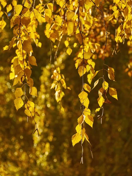 Autumn Leaves Tree Branch Autumn Photography — Stock Photo, Image