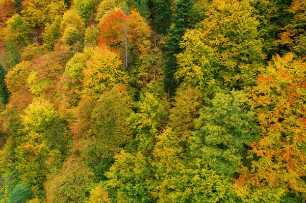 Aerial drone view over autumn forest. Colorful trees in the wood. Autumn background, aerial drone view of beautiful forest landscape with autumn trees from above.