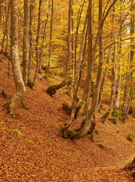 Πανόραμα Πανέμορφο Τοπίο Φθινόπωρο Ενός Γραφικού Δάσους Πολλή Ζεστή Ηλιοφάνεια — Φωτογραφία Αρχείου