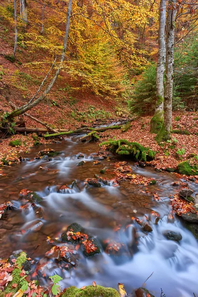 Herbstlicher Bachlauf Waldpark Oktober — Stockfoto