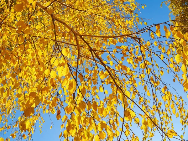 Autumn Leaves Tree Branch Autumn Photography — Fotografia de Stock