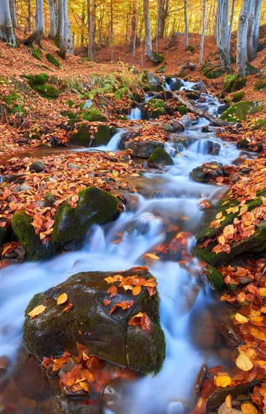 Autumn River Creek Forest Park October Landscape — Stock Photo, Image