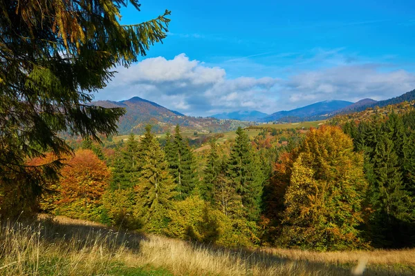 Wald Einem Sonnigen Tag Herbst Berglandschaft — Stockfoto