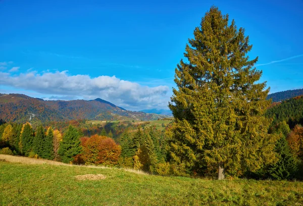 Wald Einem Sonnigen Tag Herbst Berglandschaft — Stockfoto