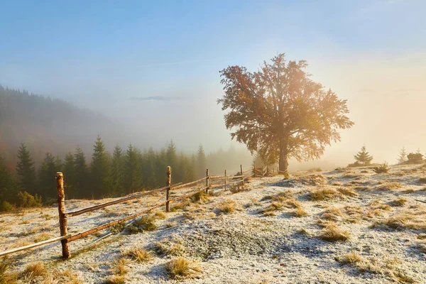 Cena Incrível Nas Montanhas Outono Primeira Neve Laranjeiras Nevoeiro Fantástico — Fotografia de Stock