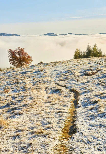 Cena Incrível Nas Montanhas Outono Primeira Neve Laranjeiras Nevoeiro Fantástico — Fotografia de Stock