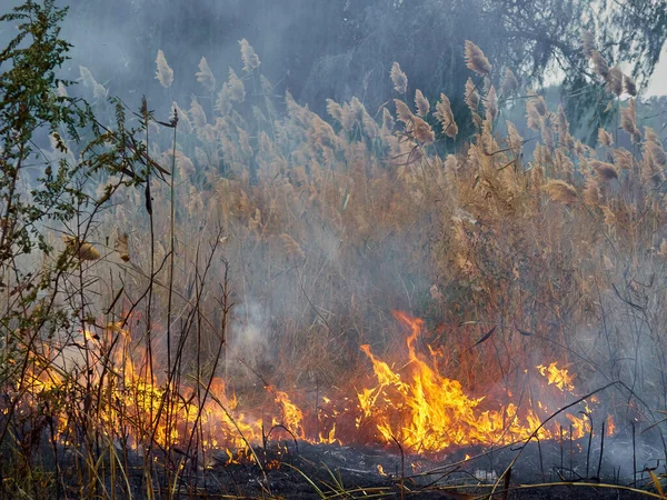 Altes Trockenes Gras Garten Verbrennen Flammendes Trockenes Gras Auf Einem — Stockfoto