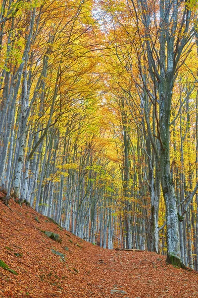 Δάσος Οξιών Πορτοκαλί Φύλλα Φθινοπωρινό Τοπίο Μια Ηλιόλουστη Ημέρα Στα — Φωτογραφία Αρχείου