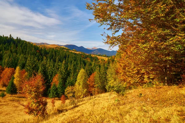 秋の晴れた日に森 山の風景 — ストック写真