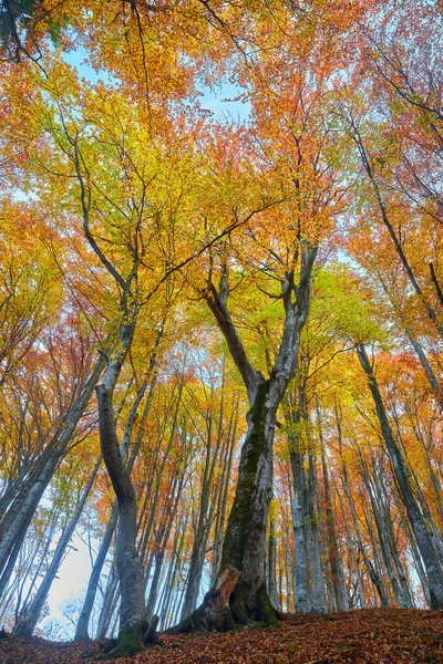 Буковые Леса Апельсиновыми Листьями Осенний Пейзаж Солнечный День Горах Карпаты — стоковое фото