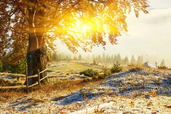 Old Beech Tree Mountain Valley First Snow Forest Stunning Morning — Stock Photo, Image