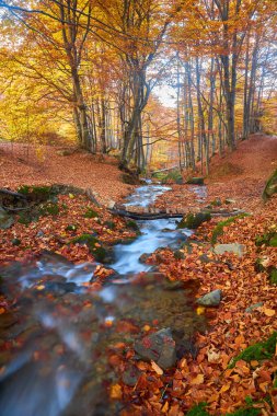 Sonbahar ormanında hızlı bir derenin üzerinde bir köprü. Sonbahar nehir akarsu görünümü.