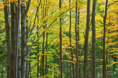 Turuncu yaprakları ile kayın ormanı. Dağlarda sonbahar peyzaj güneşli bir günde. Karpatlar, Ukrayna, Europe